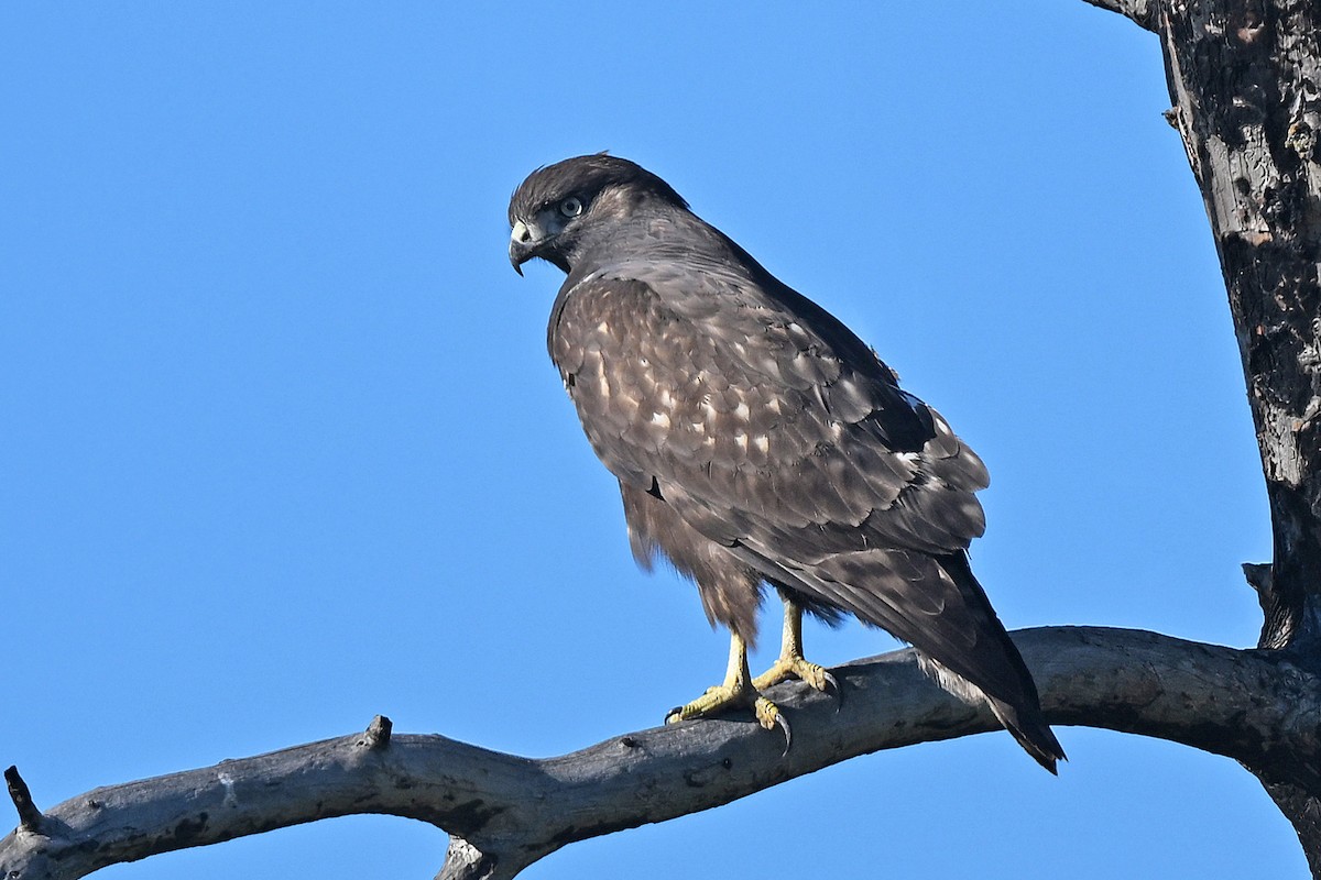 Red-tailed Hawk - ML623814894