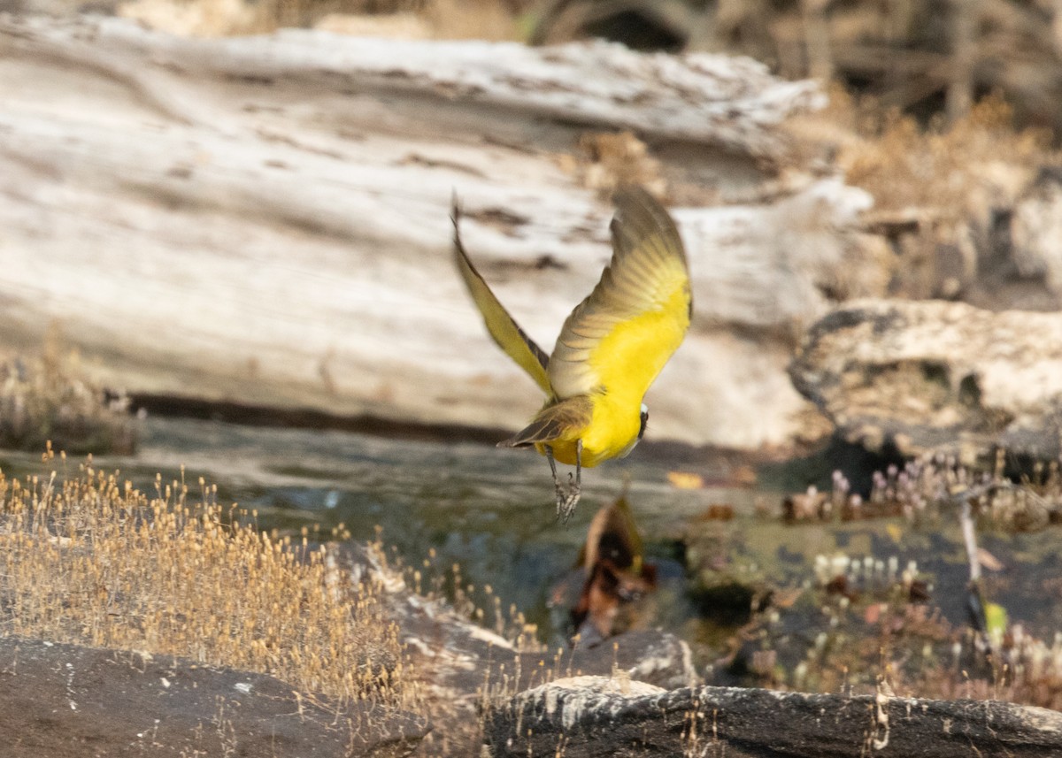 Great Kiskadee - ML623814905