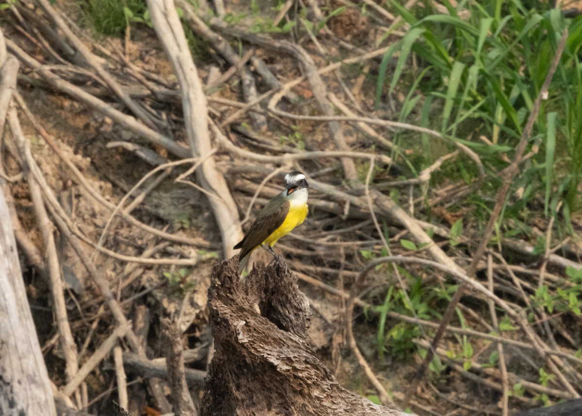 Great Kiskadee - Silvia Faustino Linhares