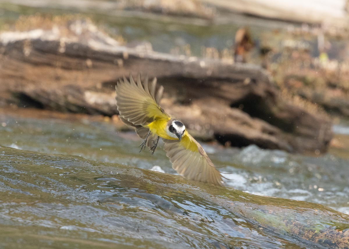 Great Kiskadee - ML623814907