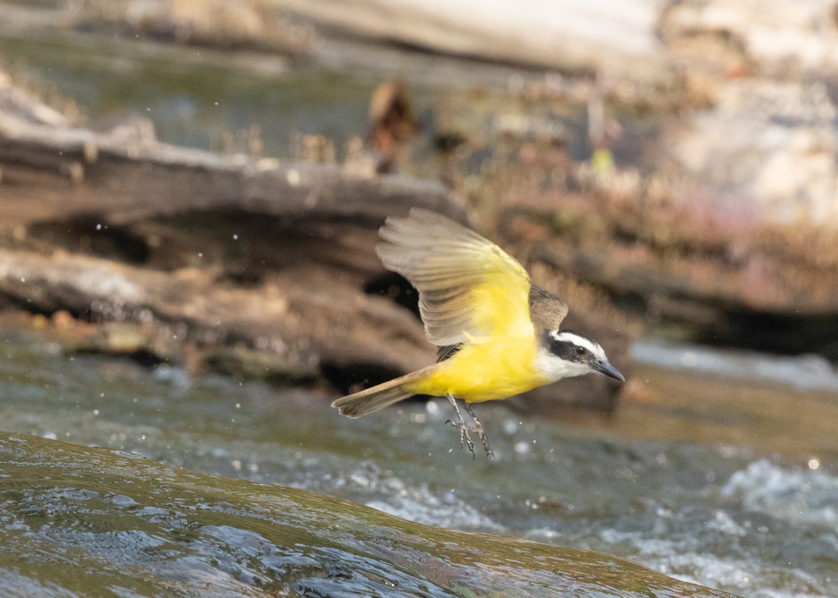 Great Kiskadee - ML623814910