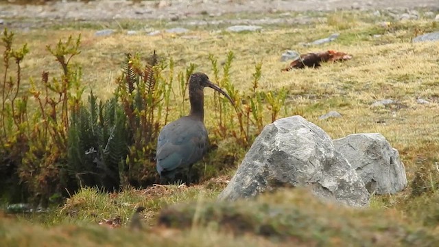 Puna Ibis - ML623814914