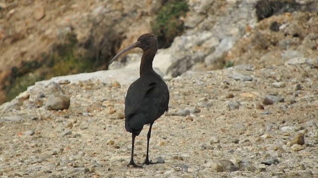 Puna Ibis - ML623814922