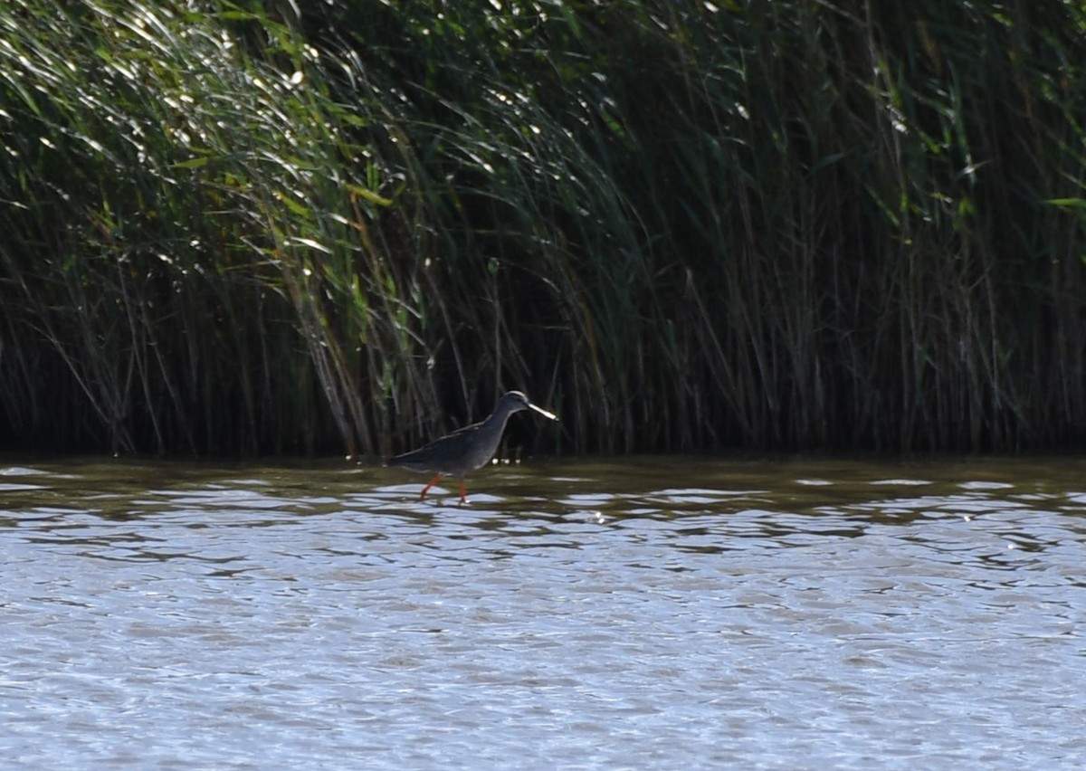 Spotted Redshank - ML623814947