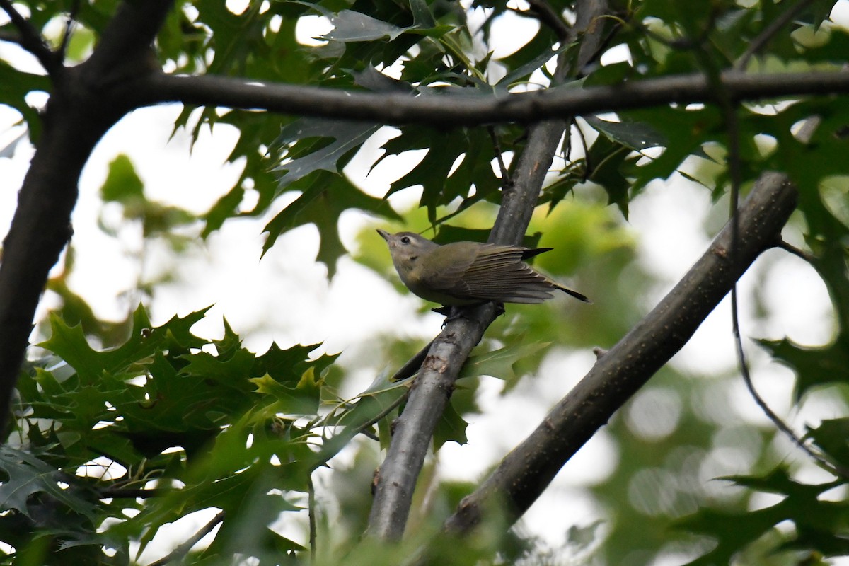 Vireo sp. - ML623815075