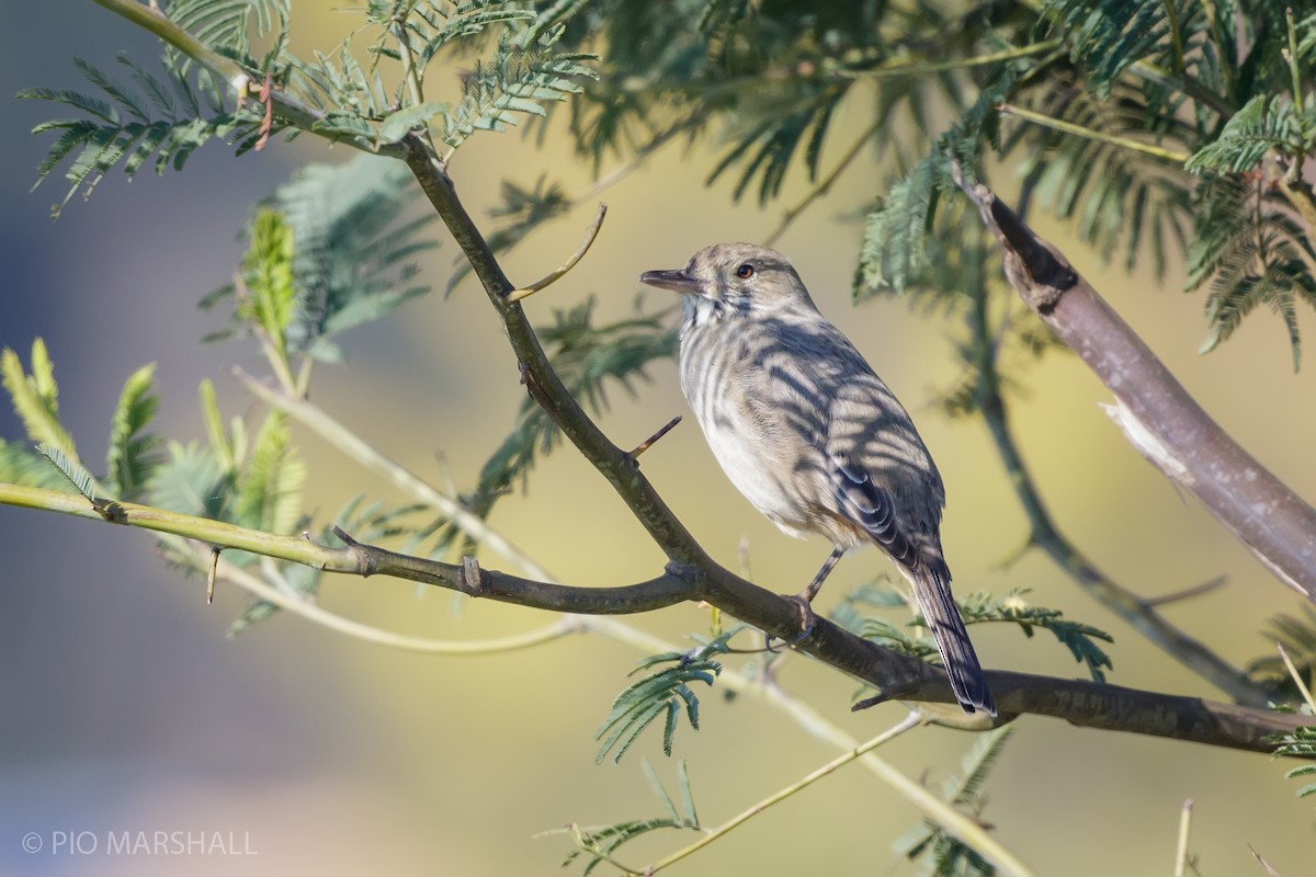 Great Shrike-Tyrant - ML623815101