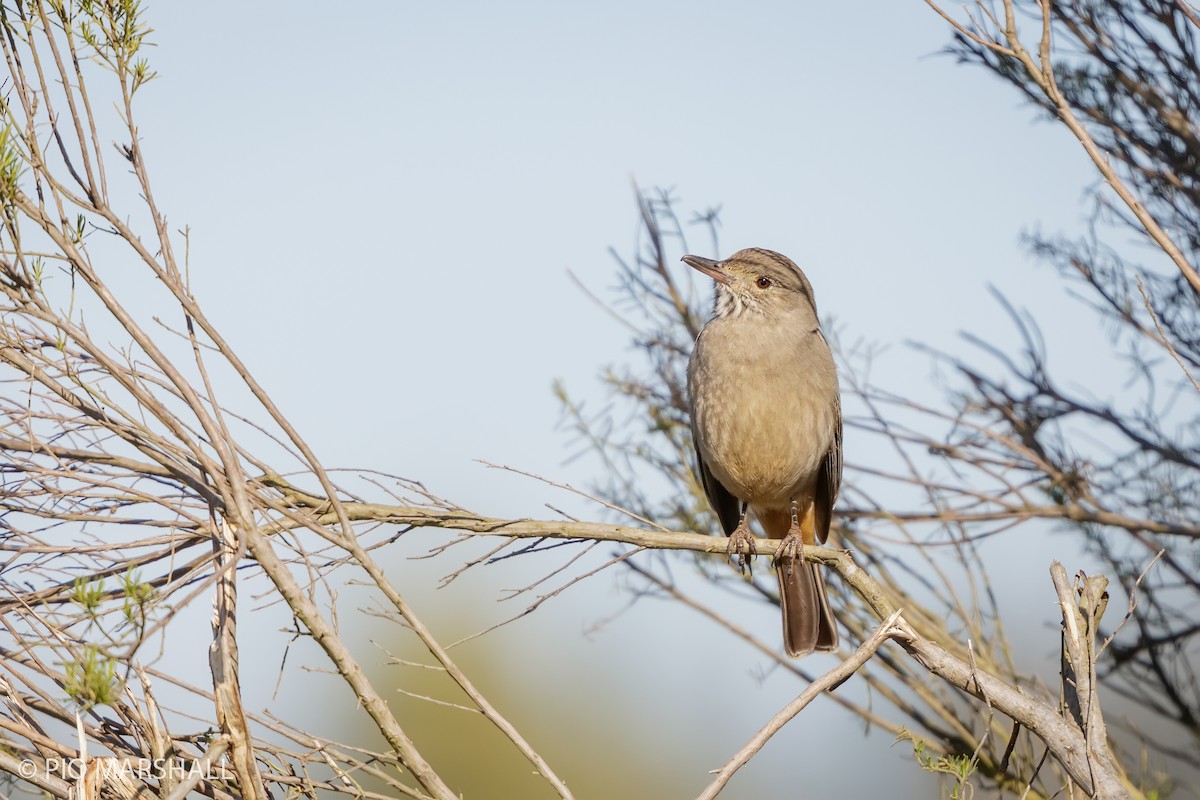 Great Shrike-Tyrant - ML623815102