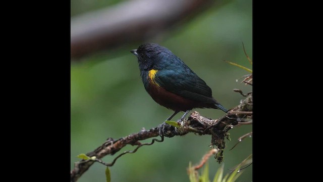 Chestnut-bellied Euphonia - ML623815124