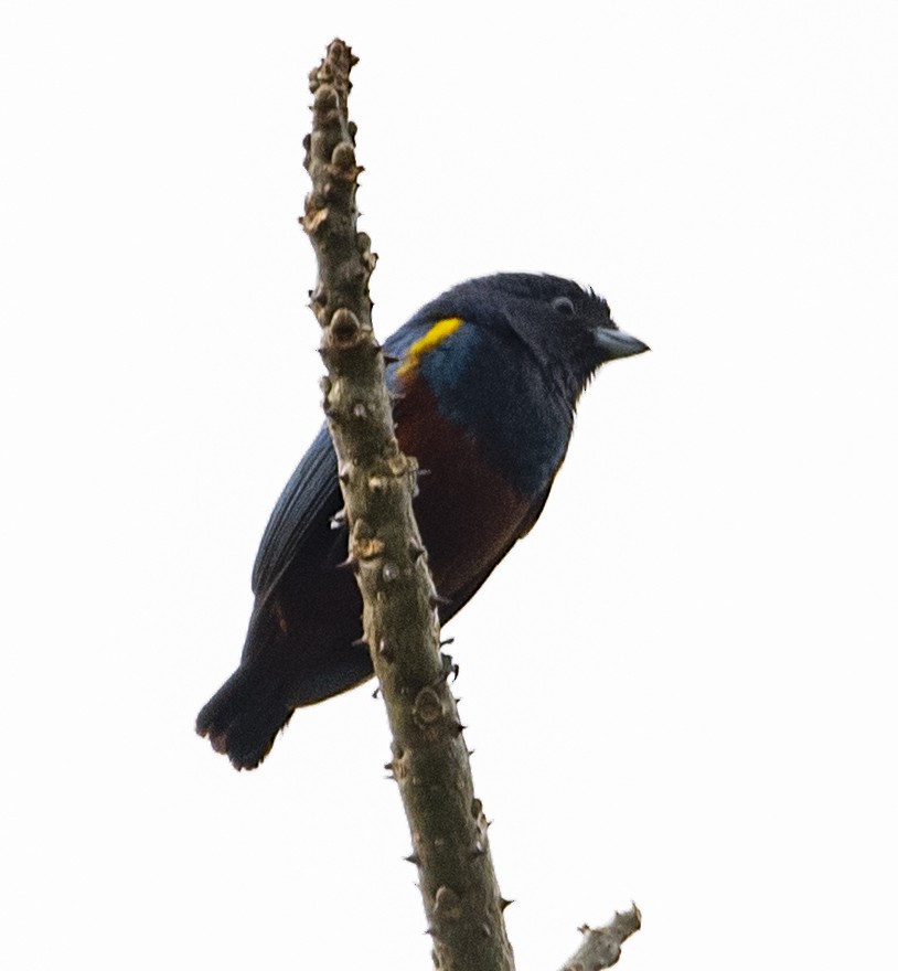 Chestnut-bellied Euphonia - ML623815223