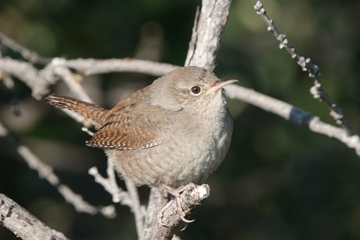 House Wren - ML623815229