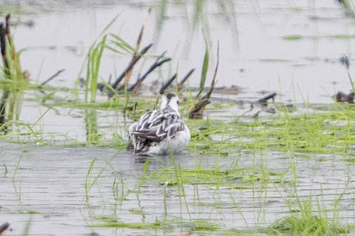 Red-necked Phalarope - ML623815240
