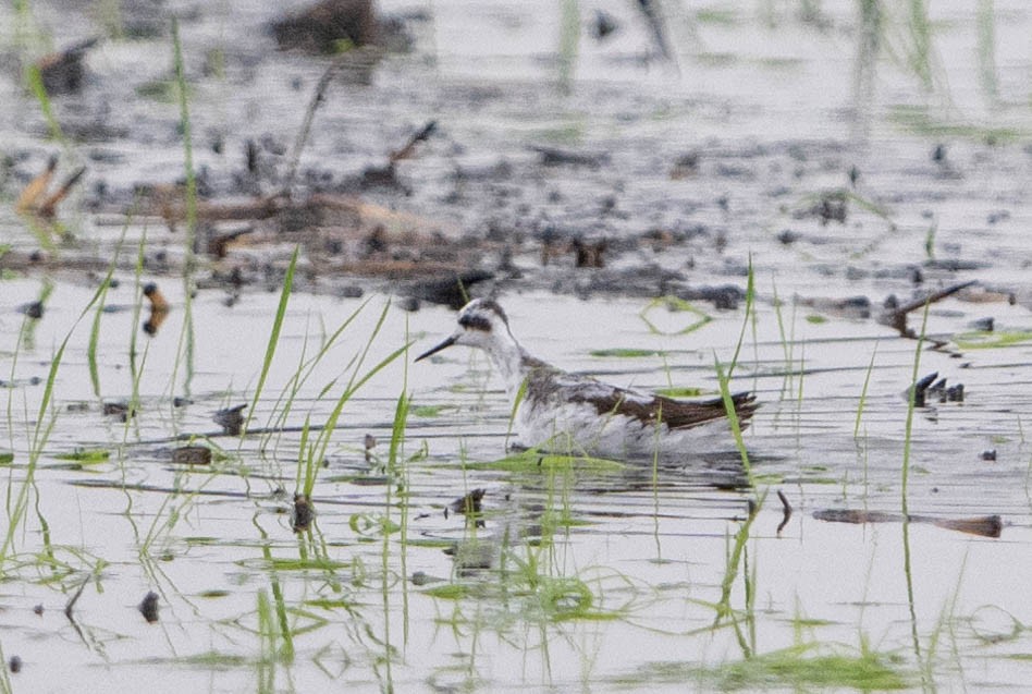 Red-necked Phalarope - ML623815241