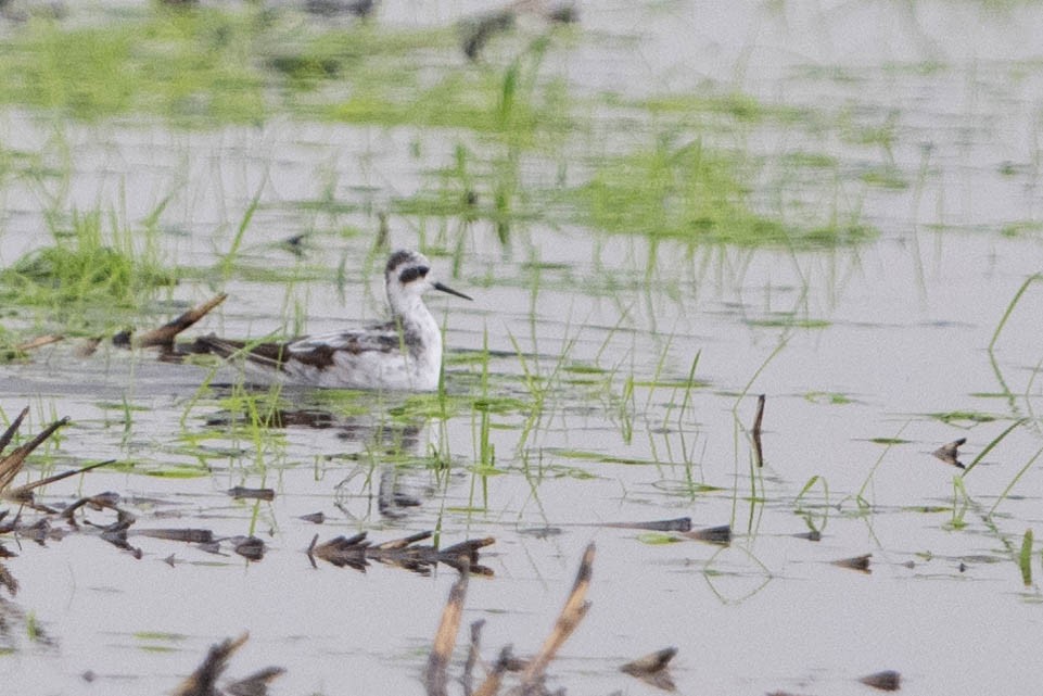 Red-necked Phalarope - ML623815242