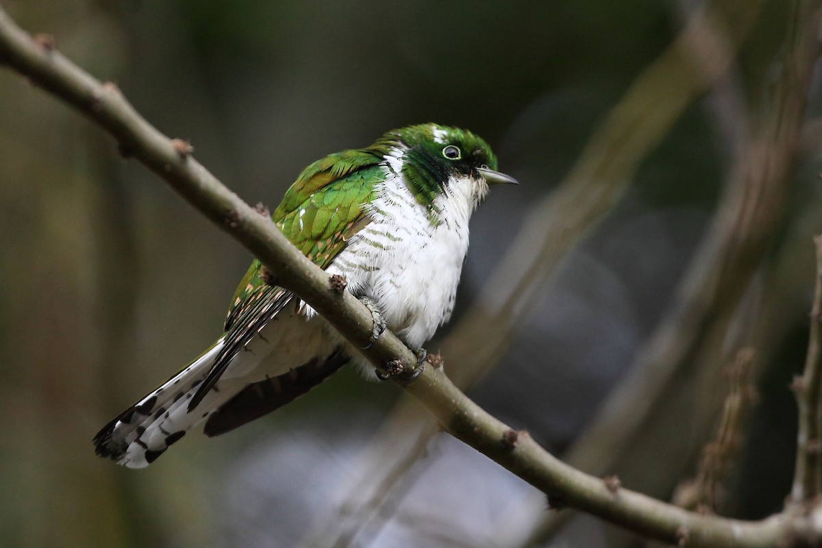 Klaas's Cuckoo - ML623815244