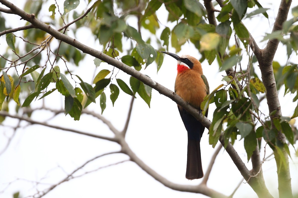 White-throated Bee-eater - ML623815251