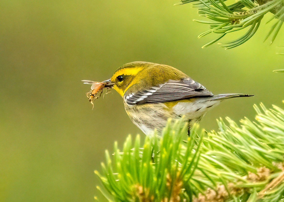 Townsend's Warbler - ML623815254