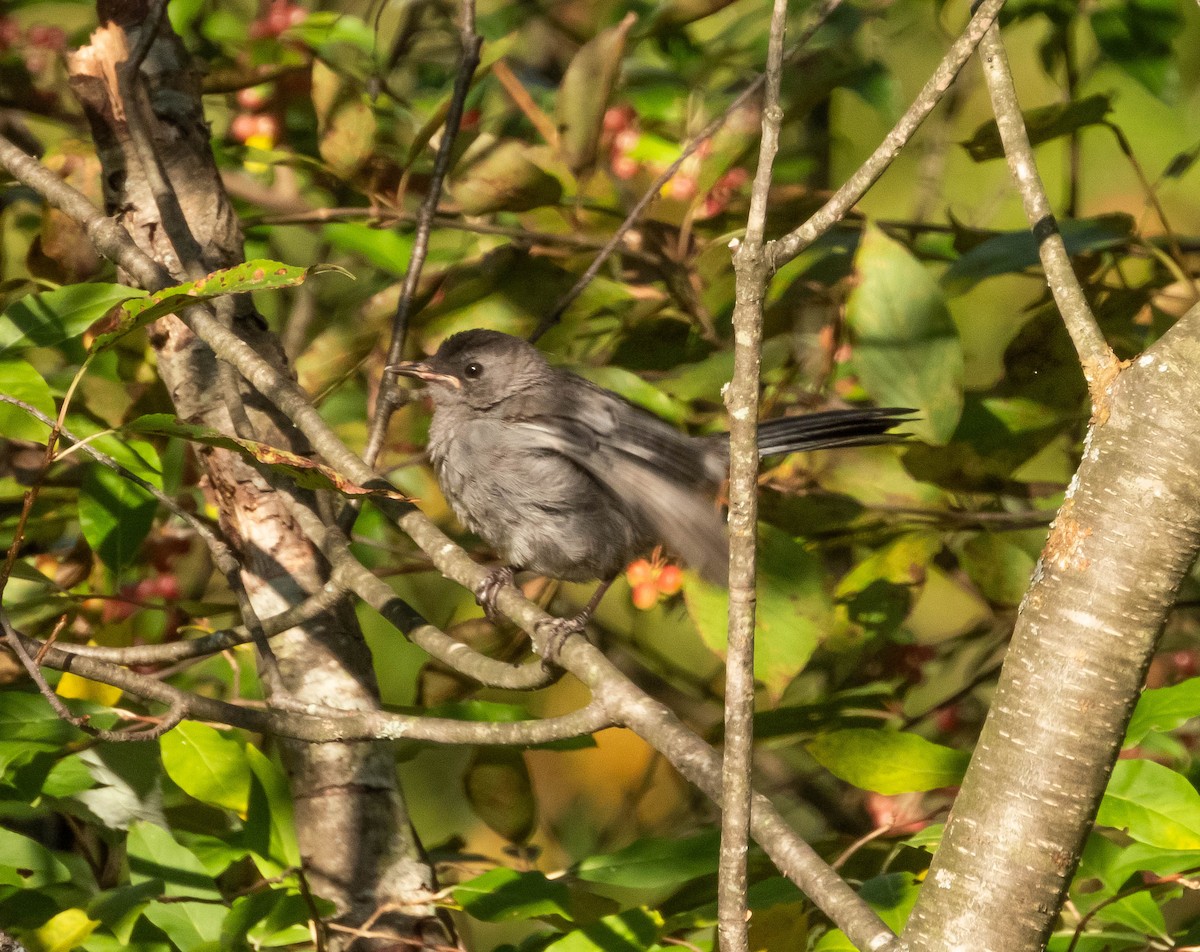 Gray Catbird - ML623815260