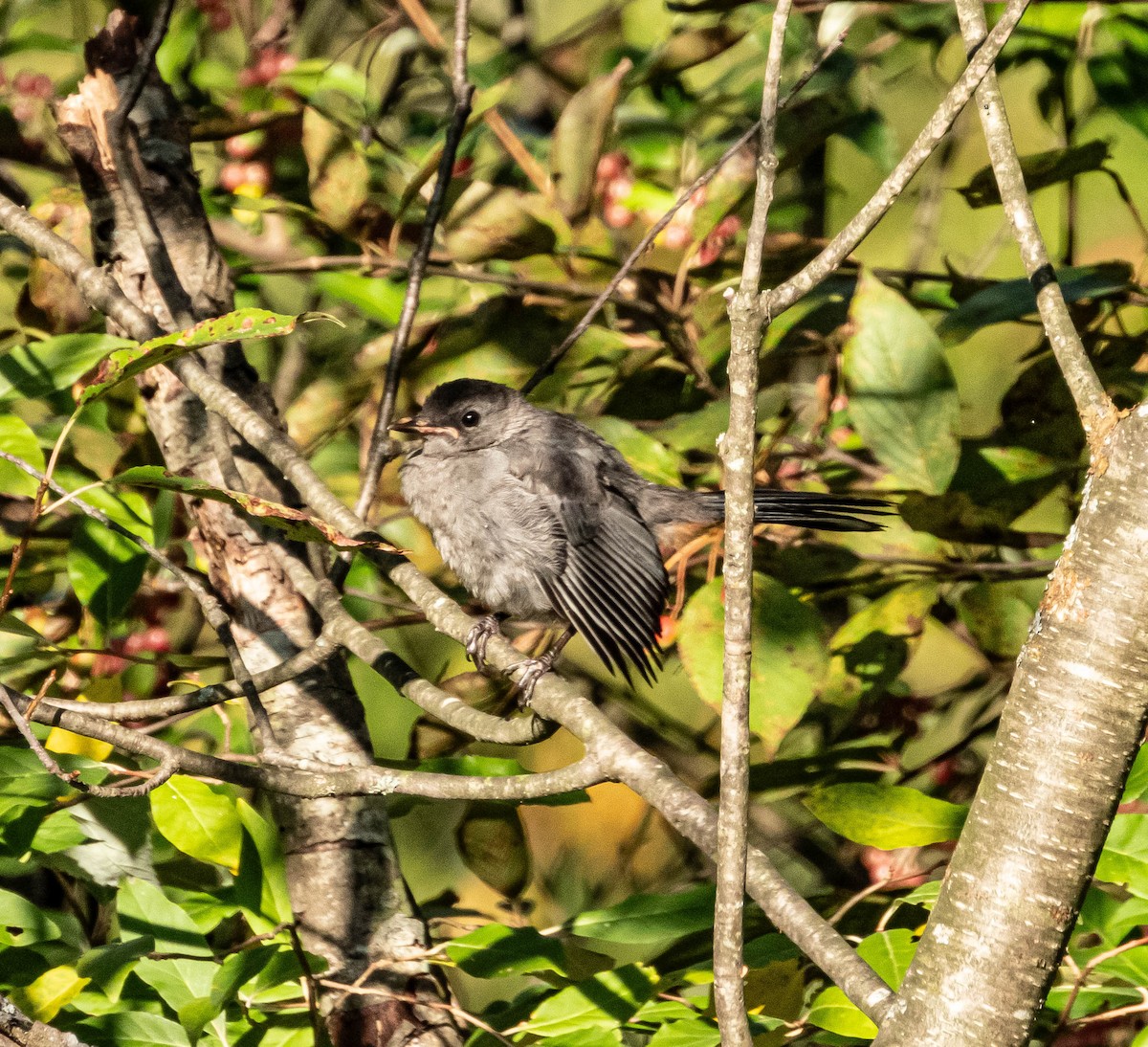 Gray Catbird - ML623815261