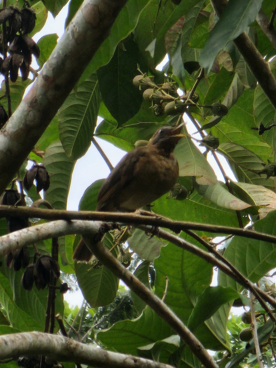 Clay-colored Thrush - ML623815262