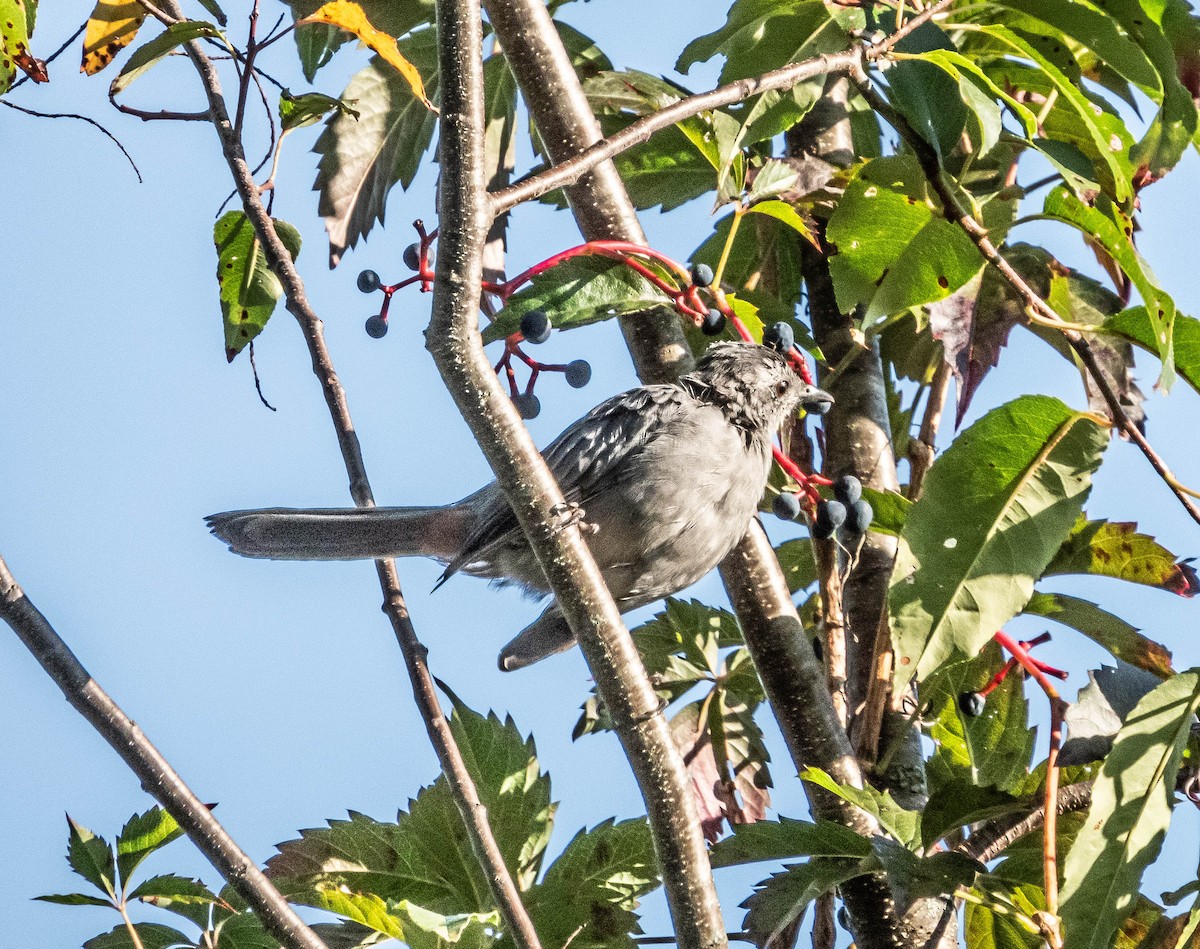 Gray Catbird - ML623815263