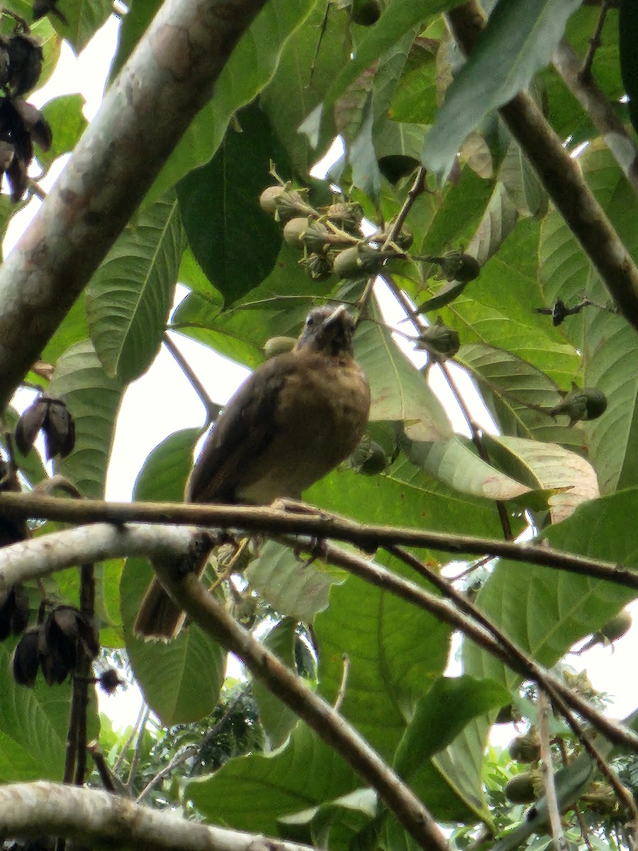 Clay-colored Thrush - ML623815264