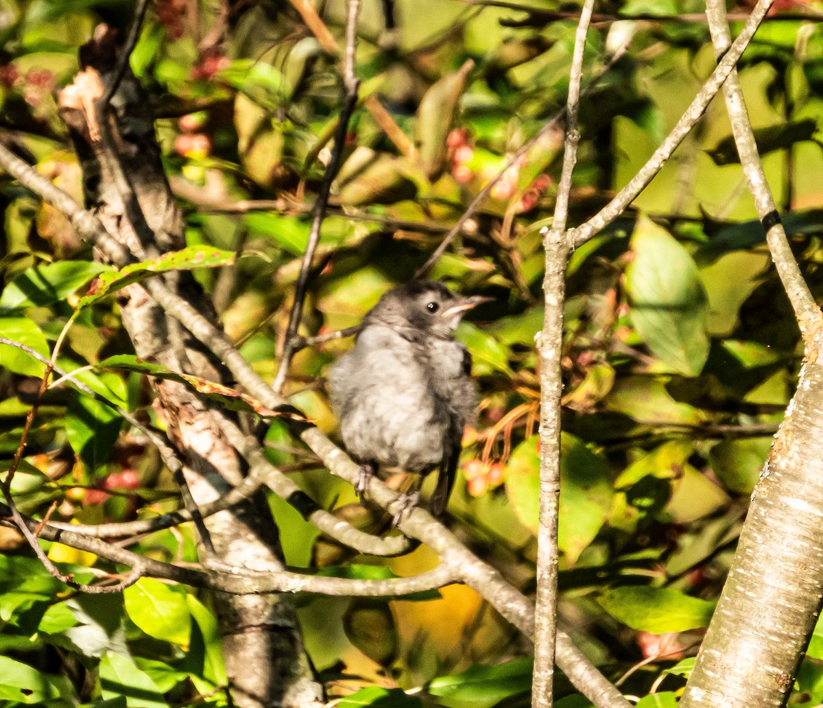 Gray Catbird - ML623815265