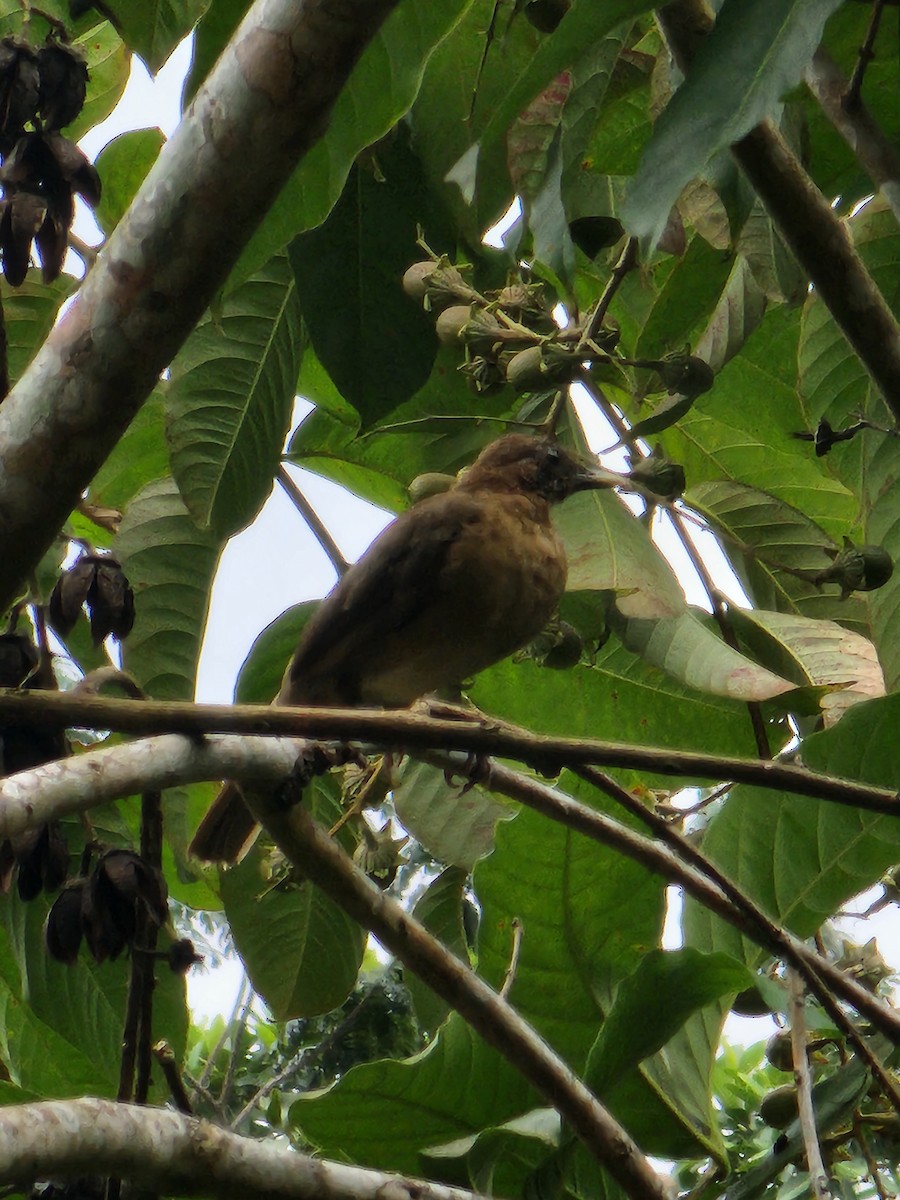 Clay-colored Thrush - ML623815266