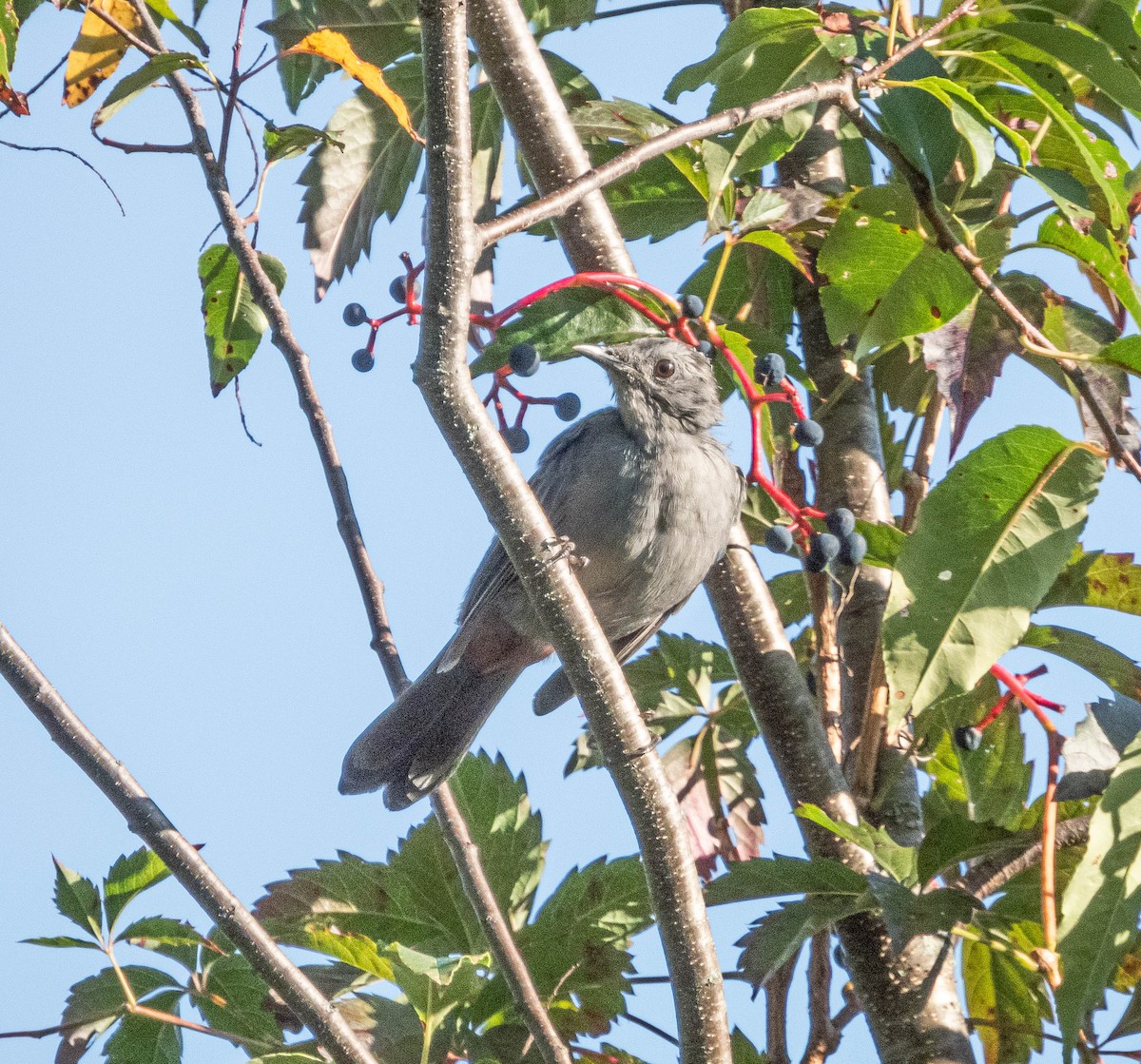 Gray Catbird - ML623815267