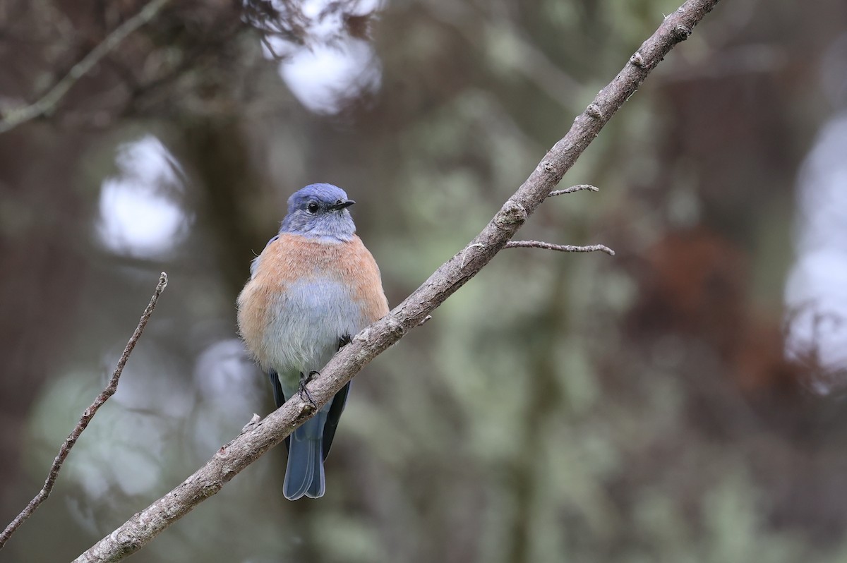 Western Bluebird - ML623815268