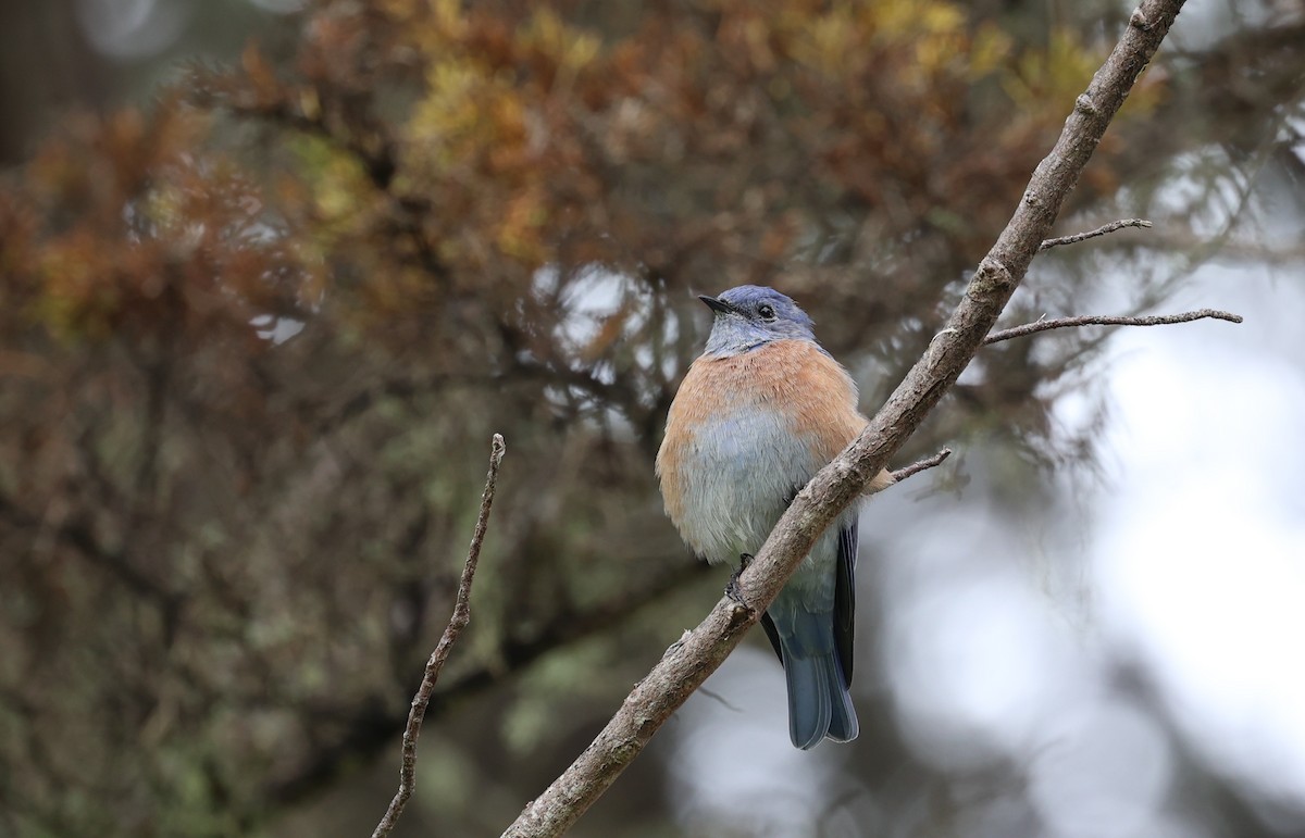 Western Bluebird - ML623815271