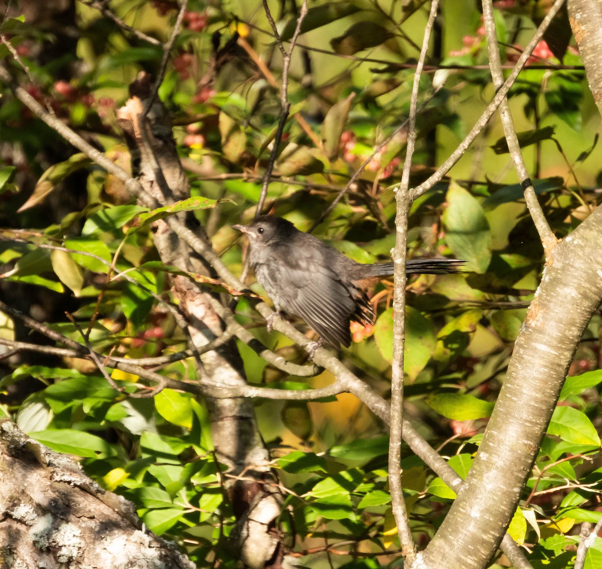 Gray Catbird - ML623815272