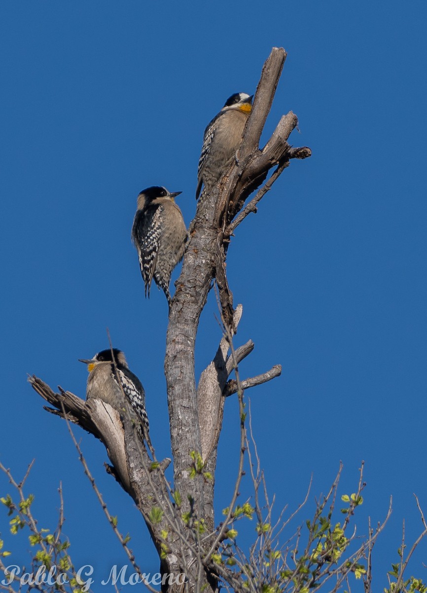 White-fronted Woodpecker - ML623815273