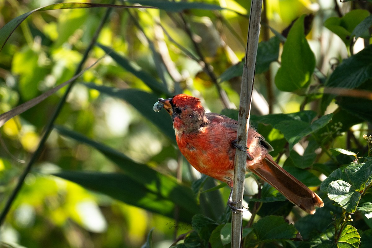 Northern Cardinal - ML623815276