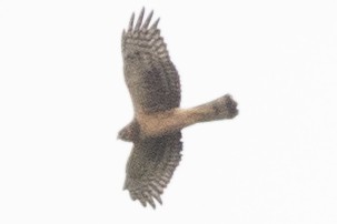 Northern Harrier - ML623815277