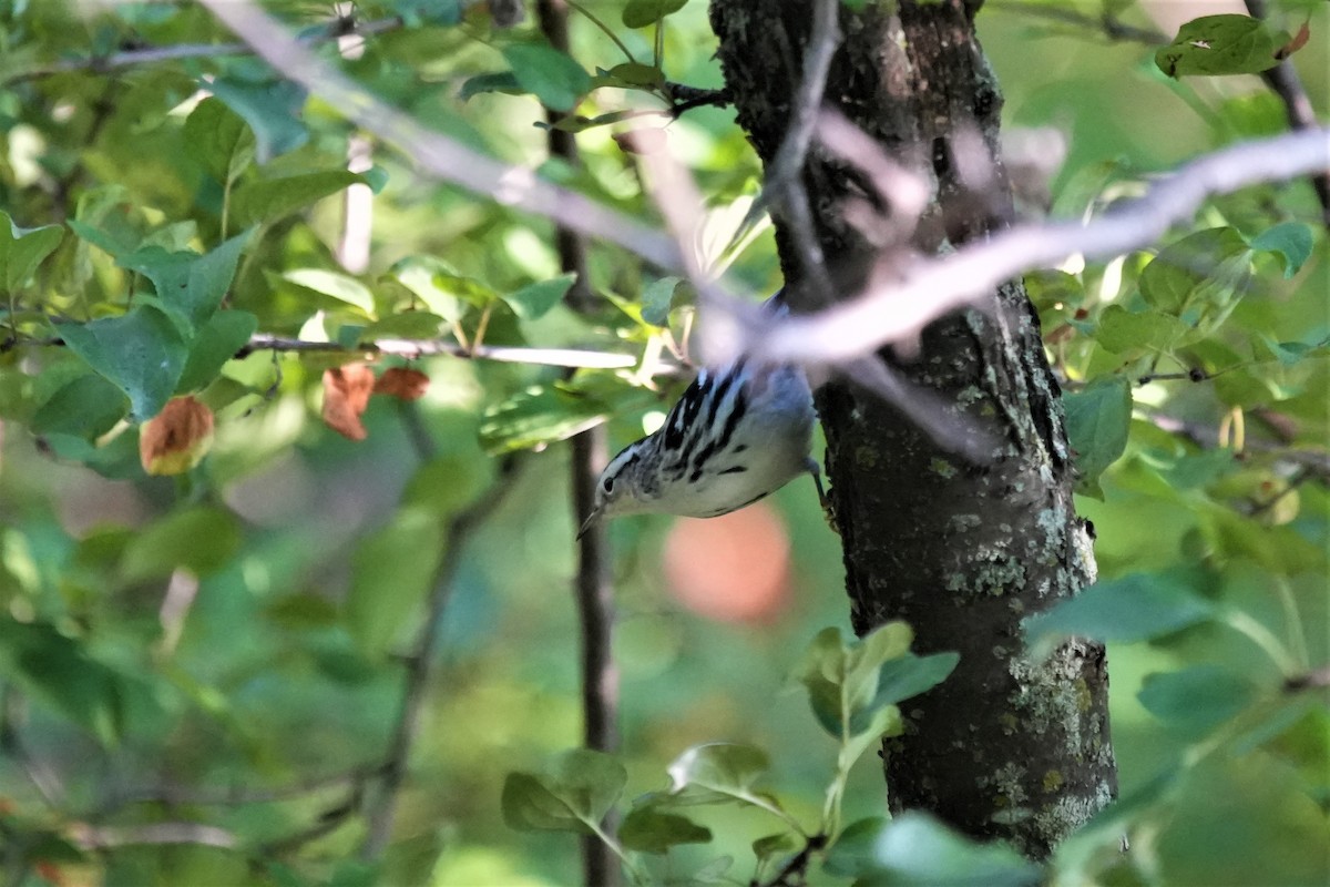 Black-and-white Warbler - Ian Langlois Vaillancourt