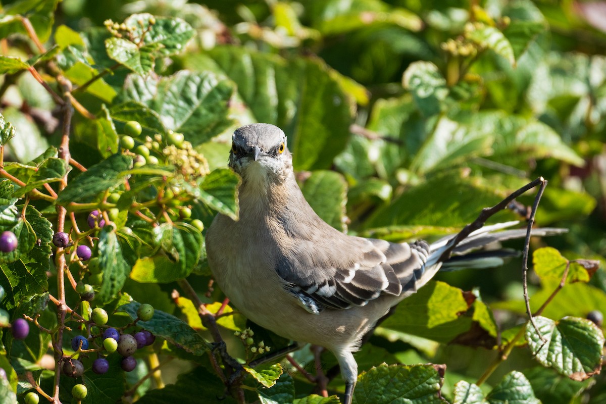 Northern Mockingbird - ML623815279