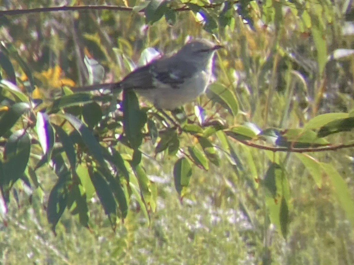 Northern Mockingbird - ML623815280