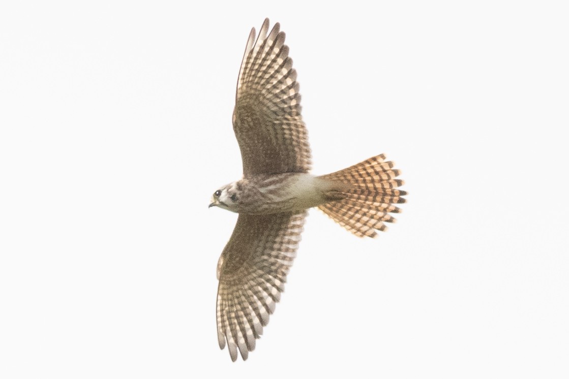 American Kestrel - ML623815281