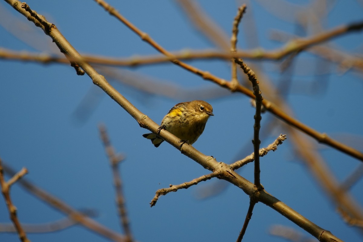 Yellow-rumped Warbler - ML623815283