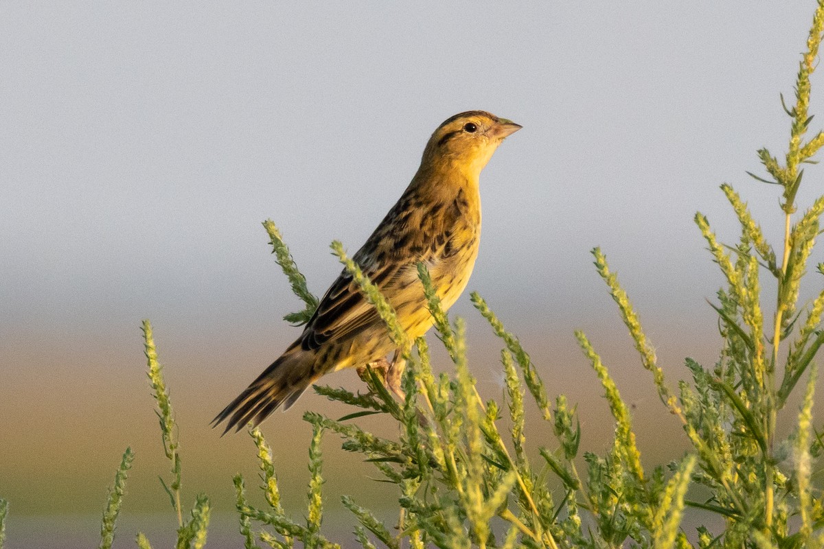 Bobolink - ML623815284