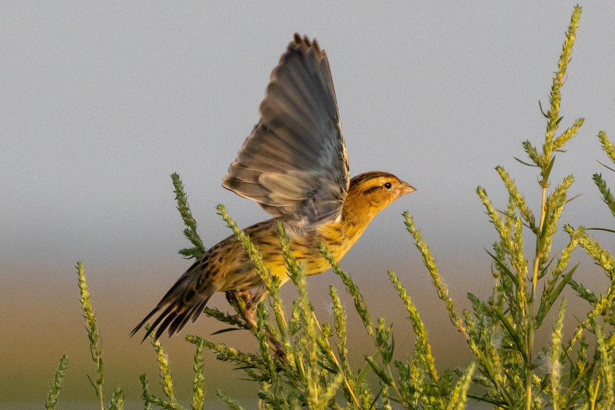 Bobolink - ML623815285