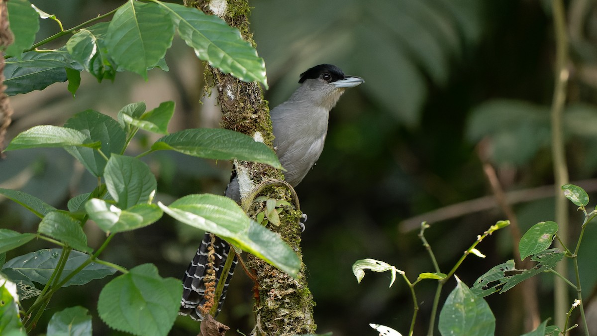 Giant Antshrike - ML623815286