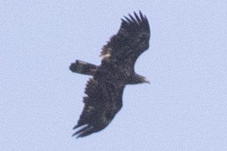 Bald Eagle - ML623815287