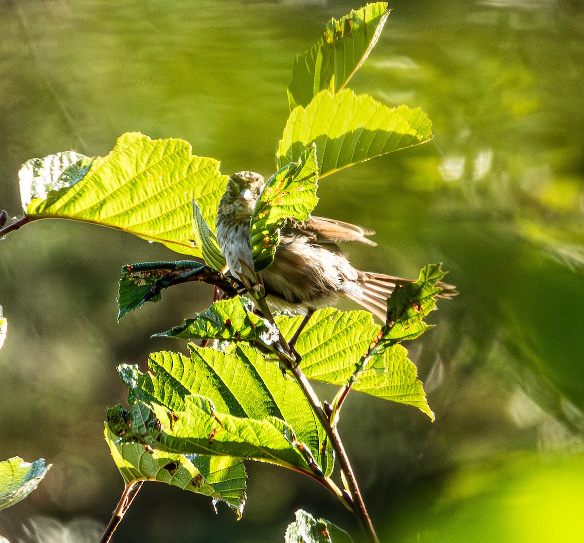 White-throated Sparrow - ML623815289