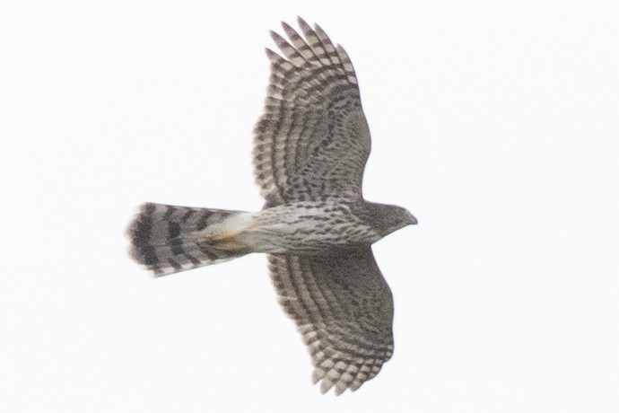 Cooper's Hawk - ML623815291