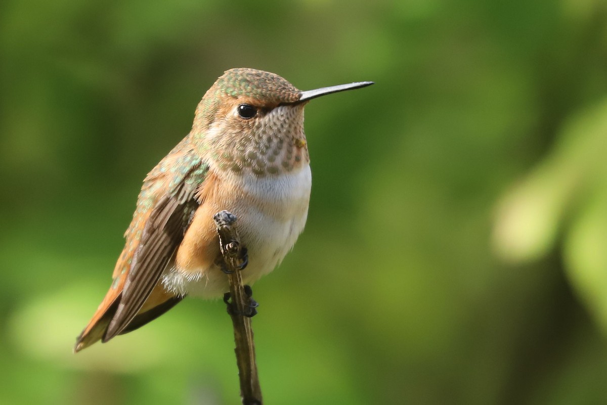 Rufous Hummingbird - ML623815306