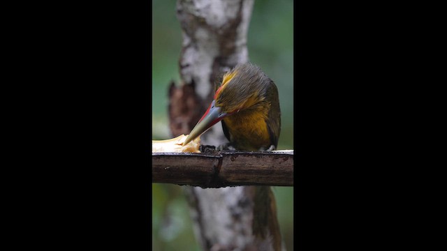 Saffron Toucanet - ML623815330