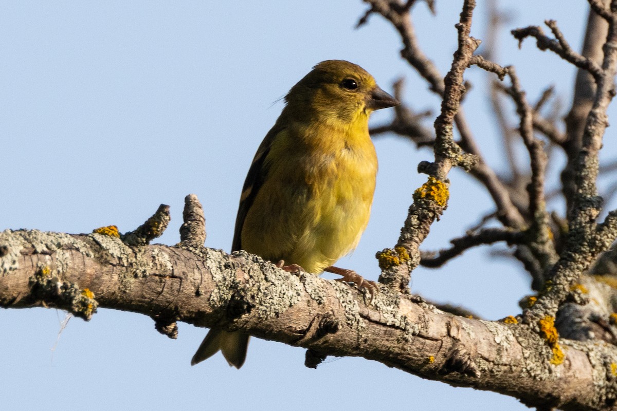 American Goldfinch - ML623815333