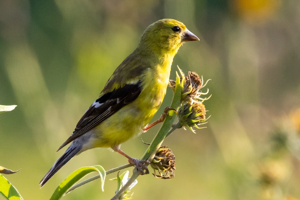 American Goldfinch - ML623815334