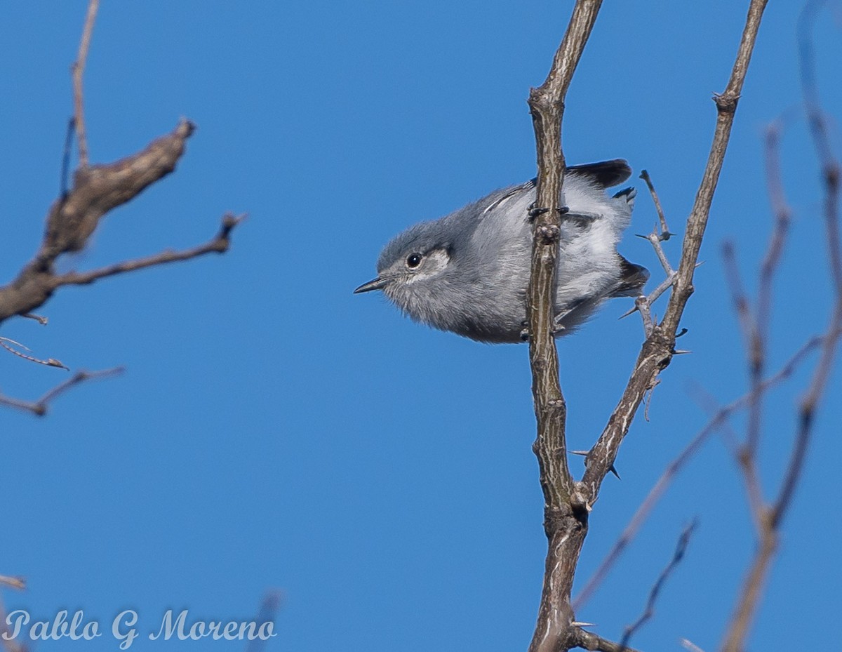 Masked Gnatcatcher - ML623815408